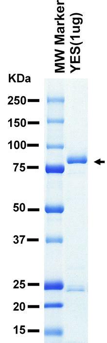 The purity was assessed by SDS-PAGE/CBB staining.